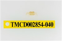 藏品(細足澤蟹)的圖片